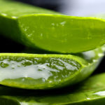 aloe vera plant