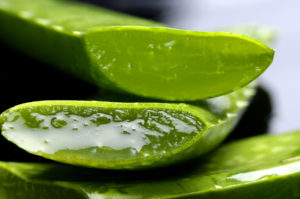 aloe vera plant